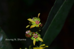 Gomphia serrata